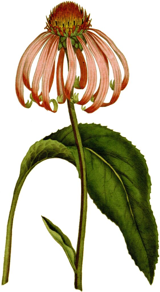 Echinacea purpurea, una delle erbe autunnali: tavola botanica del 1787