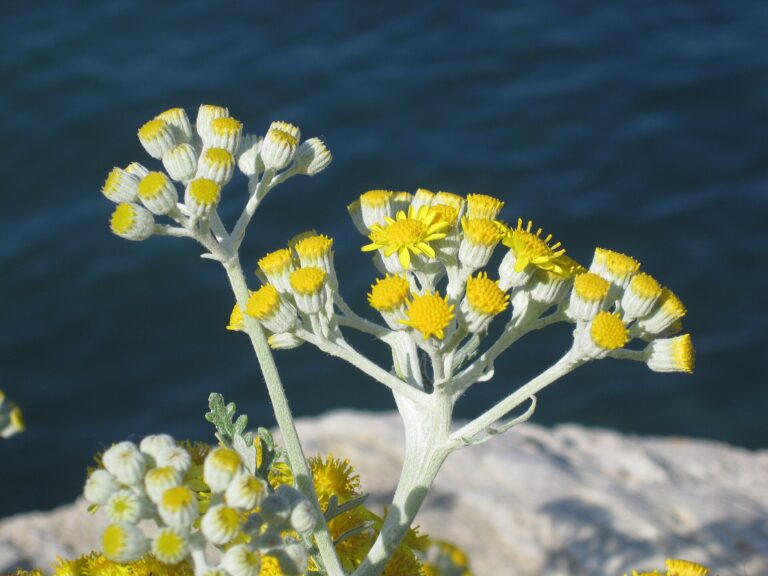 Elicriso (Helichrysum italicum) in fiore con i capolini gialli, sul mare