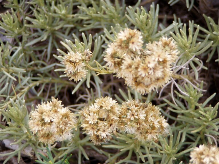 Fiori di elicriso essiccati, color paglia, tra le foglie sottili