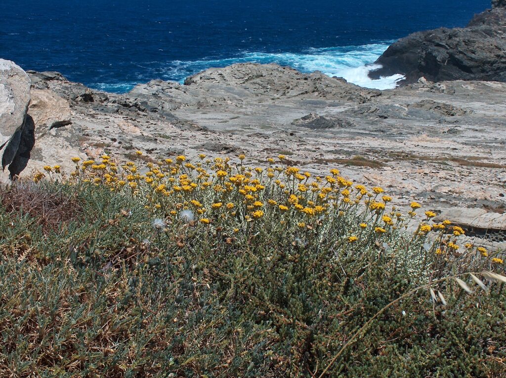 Cespugli di elicriso fiorito sulle rocce della costa in Sardegna