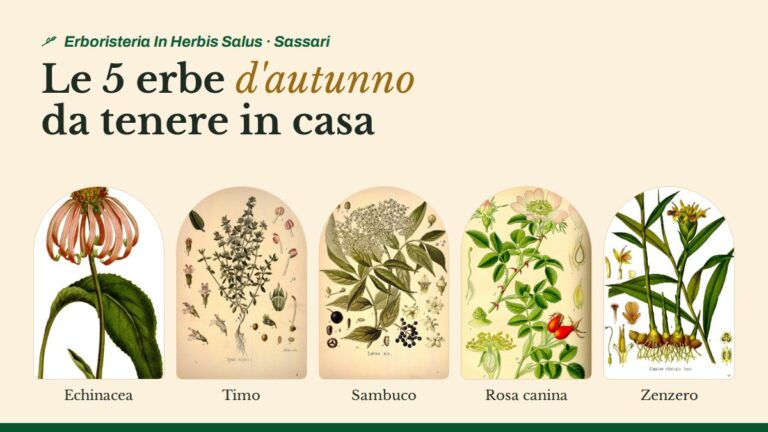 Erbe autunnali: echinacea, timo, sambuco, rosa canina e zenzero in tavole botaniche