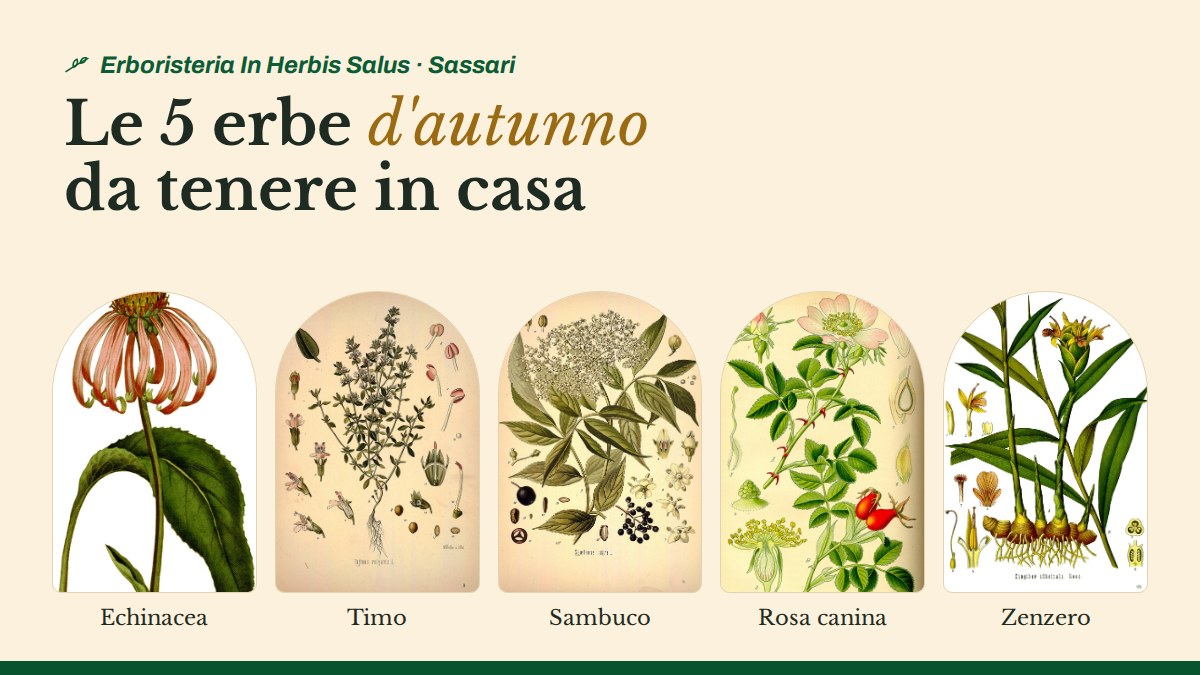 Erbe autunnali: echinacea, timo, sambuco, rosa canina e zenzero in tavole botaniche