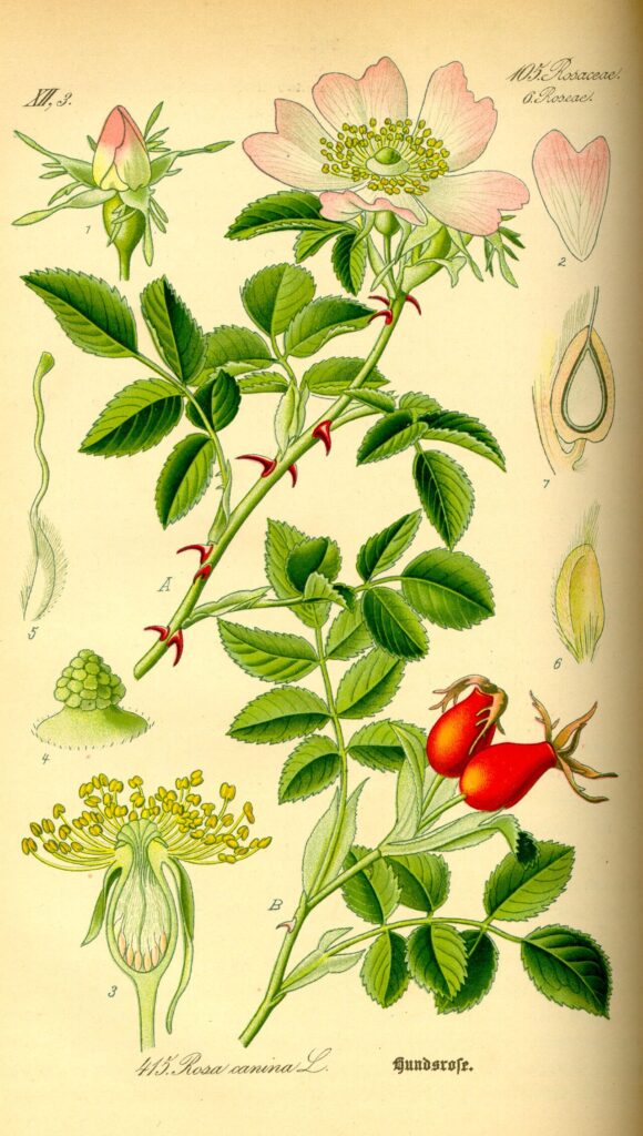 Rosa canina con le bacche rosse: tavola botanica di Thomé