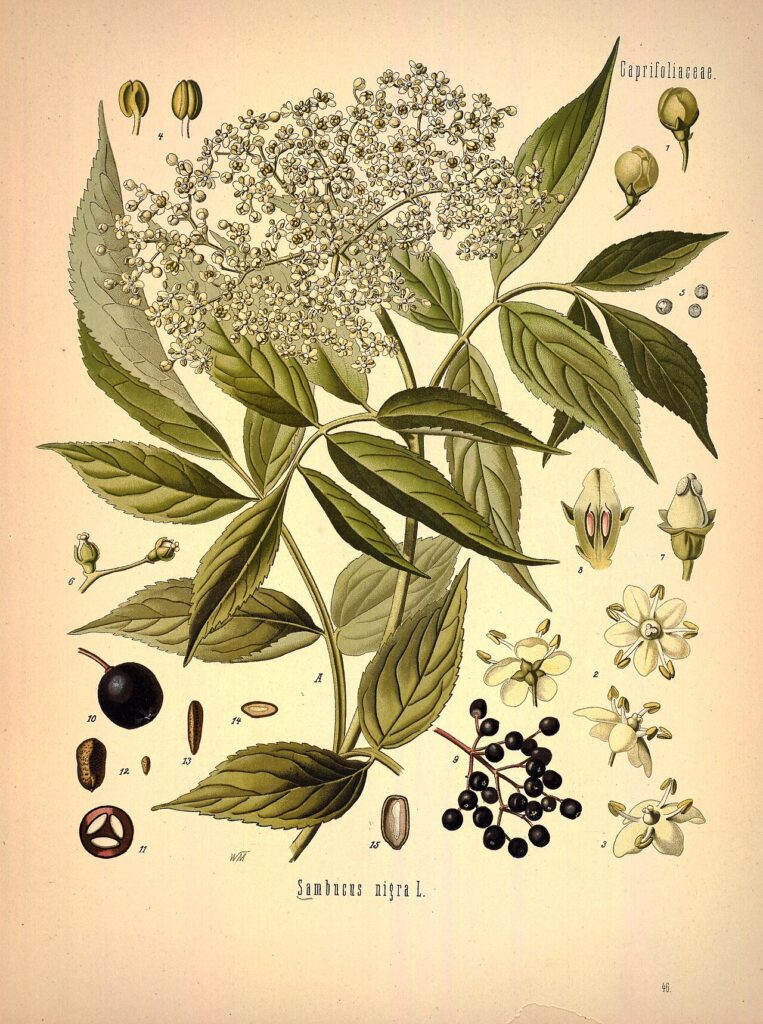 Sambuco nero, Sambucus nigra: fiori e bacche nella tavola di Köhler
