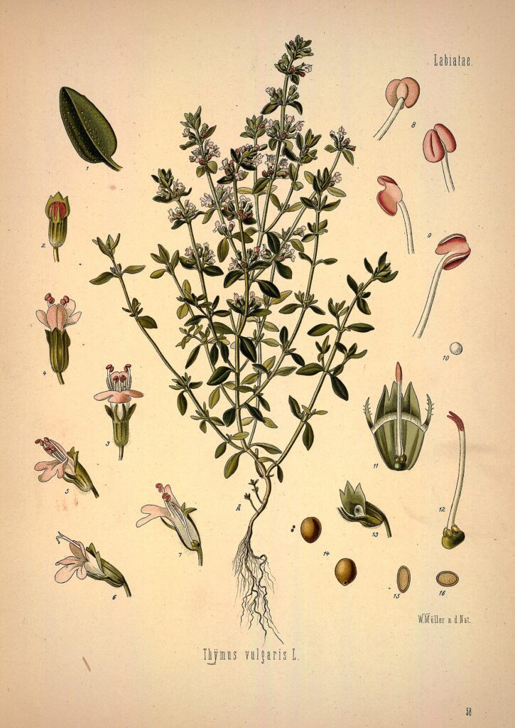 Timo, Thymus vulgaris: tavola botanica di Köhler