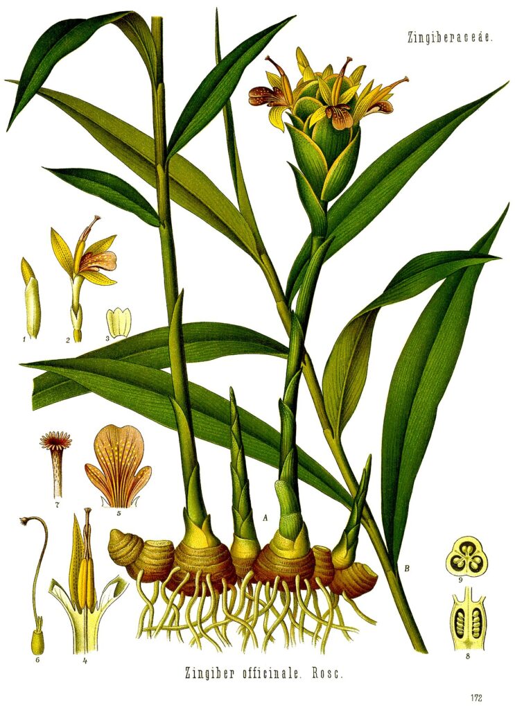 Zenzero, Zingiber officinale: rizoma e fiori nella tavola di Köhler
